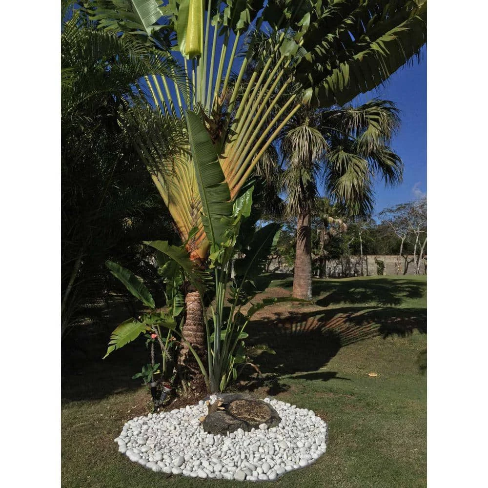Rain Forest 0.25 cu. ft., 2 in. to 5 in. 20 lbs. Caribbean Beach Pebbles 6 Rain Forest 0.25 cu. ft., 2 in. to 5 in. 20 lbs. Caribbean Beach Pebbles - Image 6