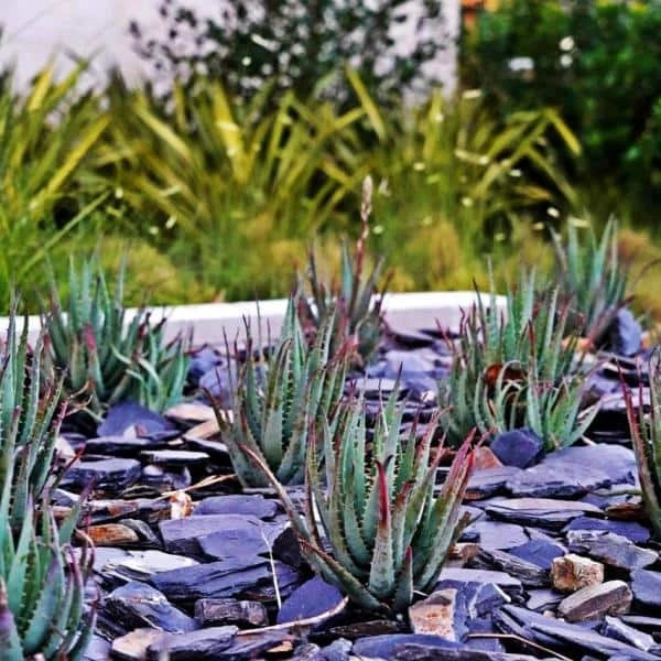 Southwest Boulder & Stone 0.25 cu. ft. 1 in. to 3 in. 10 lbs. Slate Chips Black and Tan Rock for Landscape, Gardens, Potted Plants, and Terrariums 3 Southwest Boulder & Stone 0.25 cu. ft. 1 in. to 3 in. 10 lbs. Slate Chips Black and Tan Rock for Landscape, Gardens, Potted Plants, and Terrariums - Image 3