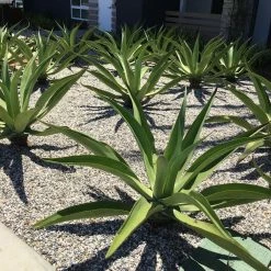 Southwest Boulder & Stone 0.25 cu. ft. 3/8 in. Glacier Bagged Landscape Rock and Pebble for Gardening, Landscaping, Driveways and Walkways 10 Southwest Boulder & Stone 0.25 cu. ft. 3/8 in. Glacier Bagged Landscape Rock and Pebble for Gardening, Landscaping, Driveways and Walkways -Southwest Boulder Online Shop southwest boulder stone bagged landscape rocks 02 0067 40 1000