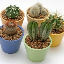 Southwest Boulder & Stone 0.25 cu. ft. 3/8 in. Chamois Beige Bagged Landscape Rock and Pebble for Gardening, Landscaping, Driveways and Walkways 8 Southwest Boulder & Stone 0.25 cu. ft. 3/8 in. Chamois Beige Bagged Landscape Rock and Pebble for Gardening, Landscaping, Driveways and Walkways -Southwest Boulder Online Shop southwest boulder stone bagged landscape rocks 02 0075 c3 1000