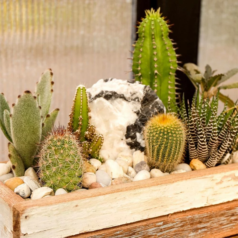 Southwest Boulder & Stone 0.25 cu. ft. 1/2 in. to 1 in. 20 lbs. White Polynesian Landscape Rock for Gardens, Potted Plants and Terrariums 2 Southwest Boulder & Stone 0.25 cu. ft. 1/2 in. to 1 in. 20 lbs. White Polynesian Landscape Rock for Gardens, Potted Plants and Terrariums - Image 2