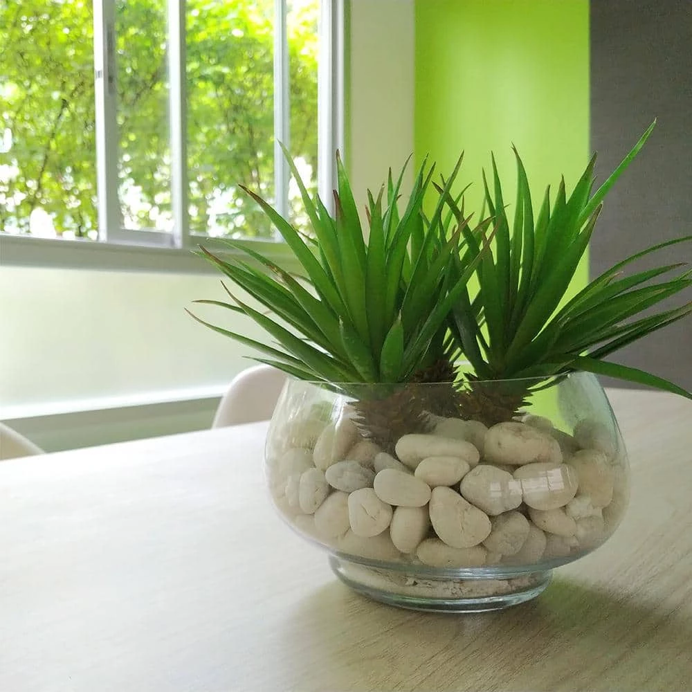 Southwest Boulder & Stone 0.25 cu. ft. 1/2 in. to 1 in. 20 lbs. Porcelain White Rock Pebbles for Potted Plants, Gardening and Succulents 4 Southwest Boulder & Stone 0.25 cu. ft. 1/2 in. to 1 in. 20 lbs. Porcelain White Rock Pebbles for Potted Plants, Gardening and Succulents - Image 4