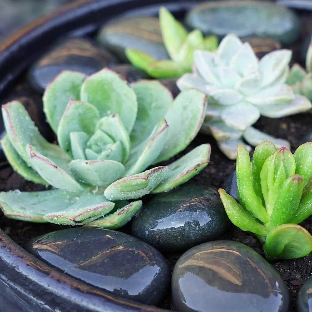 Southwest Boulder & Stone 0.50 cu. ft. 1/2 in. to 1 in. Black Mexican Beach Pebble Smooth Round Rock for Gardens, Landscapes and Ponds 2 Southwest Boulder & Stone 0.50 cu. ft. 1/2 in. to 1 in. Black Mexican Beach Pebble Smooth Round Rock for Gardens, Landscapes and Ponds - Image 2