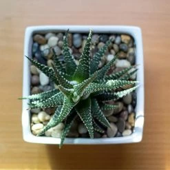 Southwest Boulder & Stone 0.125 cu. ft. 3/8 in. - 5/8 in. 10 lbs. Small Jade Polished Rock Pebbles for Planters, Gardens, Aquariums and More -Southwest Boulder Online Shop southwest boulder stone bagged landscape rocks 02 0315 1f 1000