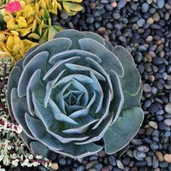 Southwest Boulder & Stone 0.25 cu. ft. 3 in. to 5 in. Black Mexican Beach Pebble Smooth Round Rock for Gardens, Landscapes, and Ponds -Southwest Boulder Online Shop southwest boulder stone bagged landscape rocks 20mpbb35 40 1000